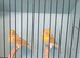 New Colour Canaries.