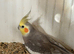 Cockatiel
