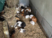 Baby Guinea pigs