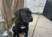Cane corso x presa canario