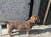 Wire haired Dachshund (TECKEL) - Stud
