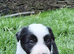 Gorgeous traditional collie pups for sale