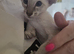 Gccf registered siamese kittens ready soon