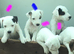 8 week old Parson jack Russell pups In Leicestershire