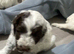 6 beautiful cockapoo puppies F1