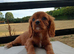 *Ready For New Homes* Cavalier King Charles
