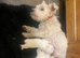 Full westies ready November