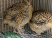 Golden jumbo quails