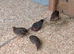 3 Hens and 1 Cock Chinese Quails