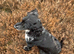 Cocker Spanial