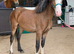 Well Bred Yearling Section C Filly