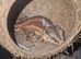 Female garg