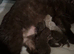 READY NOW CHOCOLATE BRITISH SHORTHAIR KITTENS