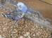 Baby budgies