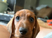 1 gorgeous dachshund puppy left