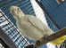 Australia cockatoo Glasgow