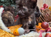 FLUFFY TORTIE FEMALE KITTENS TO RESERVE