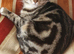 Female bengal for stud