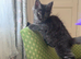 Maine Coon Active Registered Kittens – Ready Now