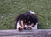 KC Rough Collies