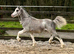 Flashy 2025 Colt by Dyfed Rhodri