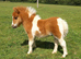 Eye-catching Registered Miniature Shetland Colt Foal