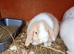Mini lops and mini lion lops