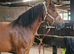 Welsh pb x Arab 4yo Mare