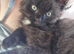 Ragdoll cross tabby cat