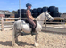 TGCA Mini Cob Gelding 5Yo