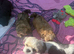 Imperial Shihtzu puppies