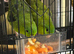 Pair of green linnies Lineolated parakeets