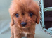 Beautiful Cavapoo Puppies