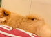5mth old pomeranian
