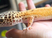Female 2024 leopard gecko