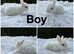 Mini lop baby’s