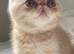 Gorgeous GCCF registered kittens from Champions parents