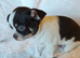 Tiny Chocolate Chihuahua puppies