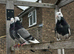 Pigeons for sale