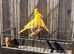 2025 hens canary&rsquo;s