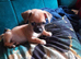 3 beautiful miniture jug puppies