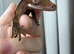 Crested gecko