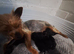 Yorkshire terrier puppies