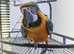 blue and gold macaw parrot
