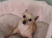 Chiweenie