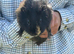 Beautiful guinea pigs 1 for &pound;15 2 for &pound;20
