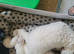 Bichon frise