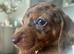 REDUCED***4 stunning sizzling sausage boys