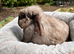 Mini lop female