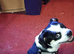 8 months old shih tzu